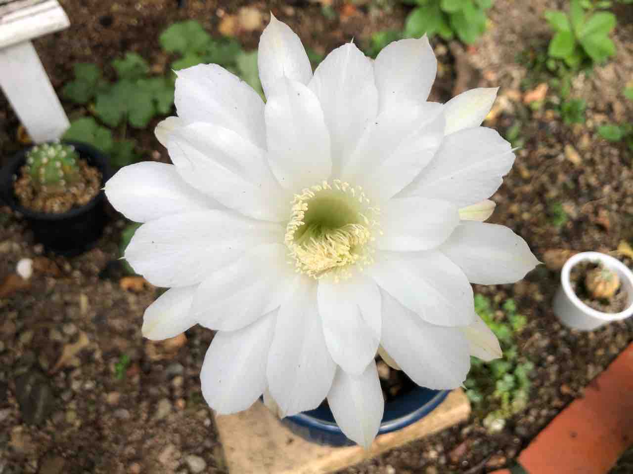 散歩道 エキノプシス サボテン 白 写真 花 サボテン Rose悠雅