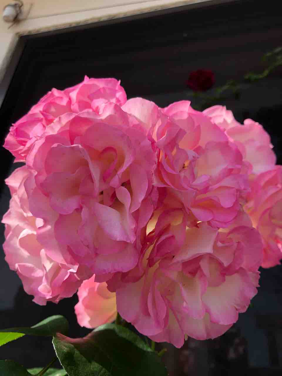 ストロベリーアイスバーグ バラ 薔薇 おはようございます 写真 花 Rose悠雅 ストロベリーアイスバーグ バラ 薔薇 おはようございます 写真 花 Rose悠雅