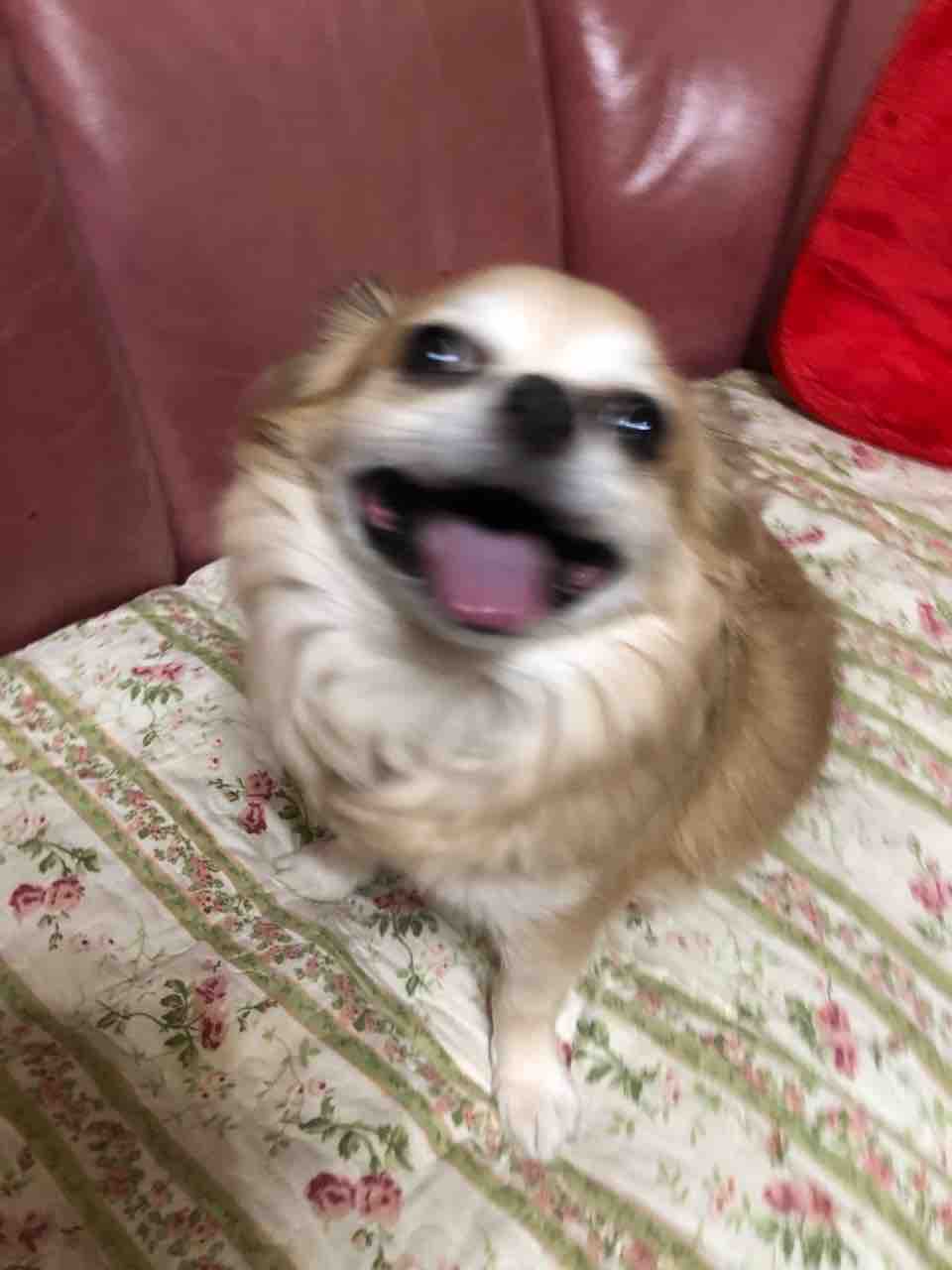 今日のイヴ 遊びたーいって 9月29日 愛犬 Rose悠雅 今日のイヴ 遊びたーいって 9月29日 愛犬 Rose悠雅