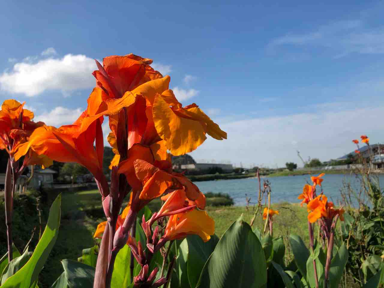 川沿いに咲いてるオレンジ色の花 菖蒲系 写真 花 Rose悠雅 川沿いに咲いてるオレンジ色の花 菖蒲系 写真 花 Rose悠雅