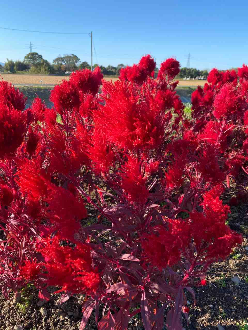ケイトウ 鶏頭 の花 おはようございます 写真 花 花言葉 Rose悠雅 ケイトウ 鶏頭 の花 おはようございます 写真 花 花言葉 Rose悠雅