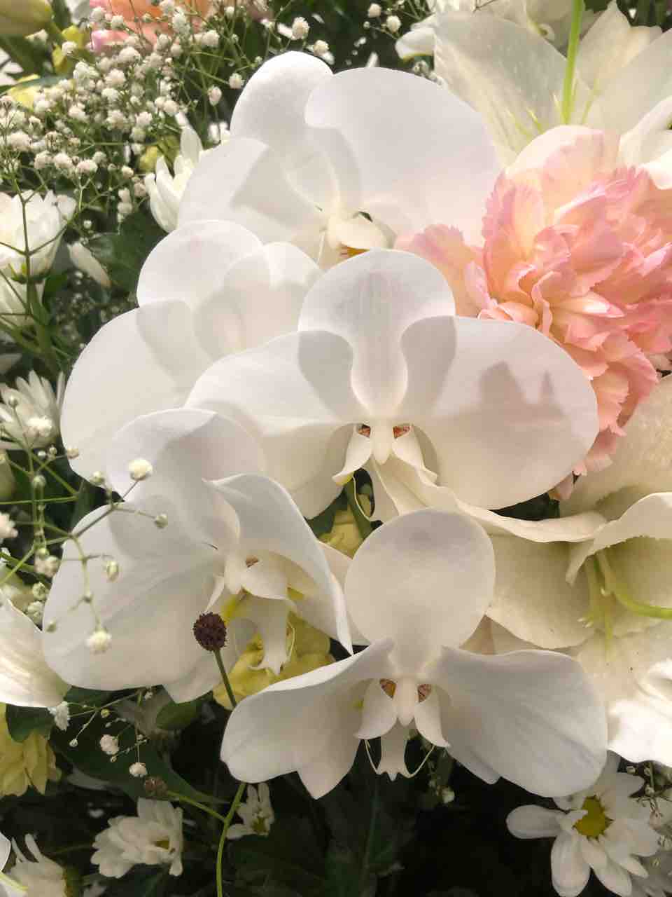 胡蝶蘭 コチョウラン 白 写真 花 花言葉 Rose悠雅
