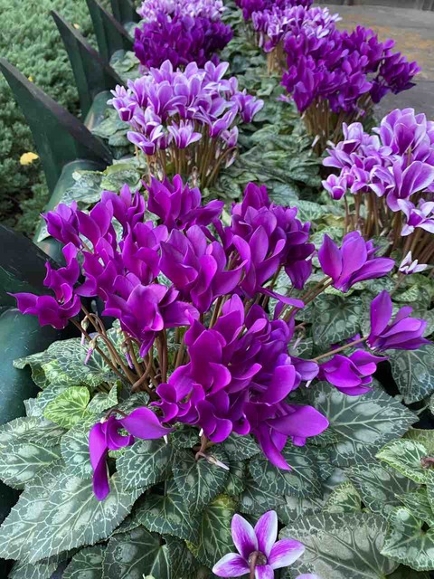 シクラメン パープル 紫 写真 花 Rose悠雅