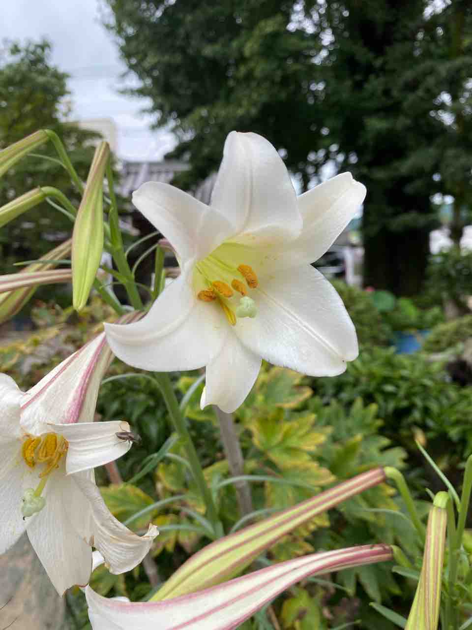 ユリ テッポウユリ おはようございます 8月16日 写真 花 花言葉 Rose悠雅