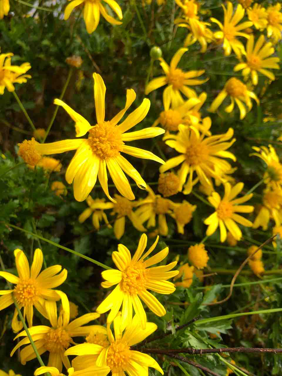 マーガレット コスモス イエロー 写真 花 Rose悠雅 マーガレット コスモス イエロー 写真 花 Rose悠雅