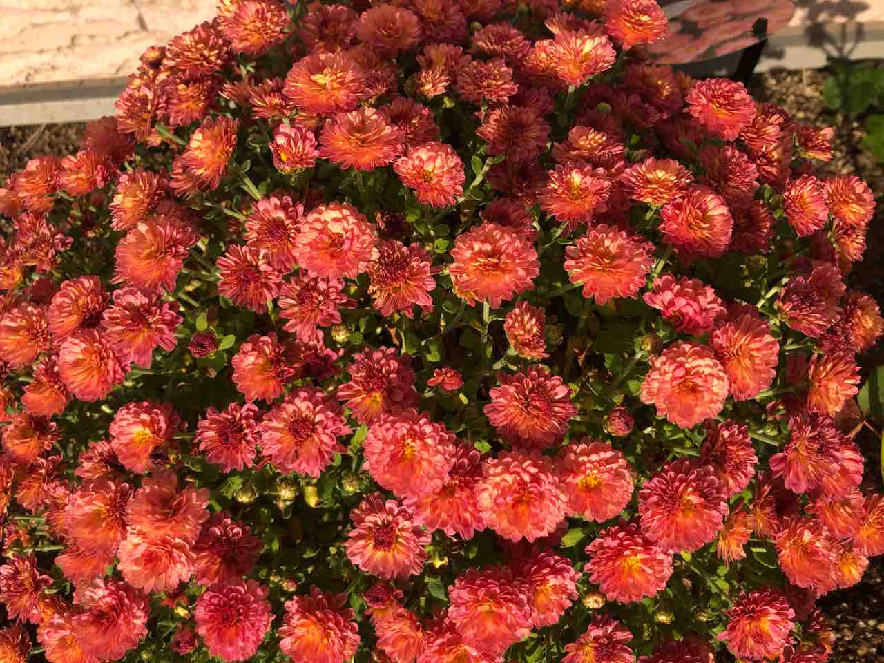 ジジ ガーデンマム ピンク 菊科 写真 花 Rose悠雅 ジジ ガーデンマム ピンク 菊科 写真 花 Rose悠雅
