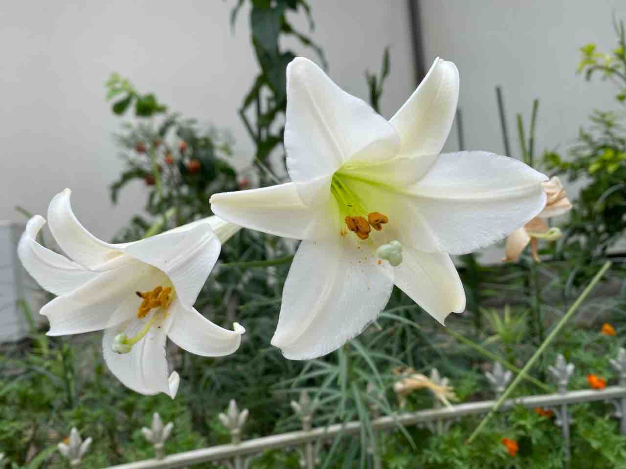 ユリ テッポウユリ おはようございます 8月16日 写真 花 花言葉 Rose悠雅