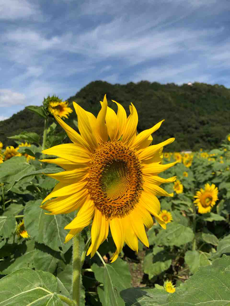 空を見上げて 深呼吸 ひまわり 写真 空 花 Rose悠雅