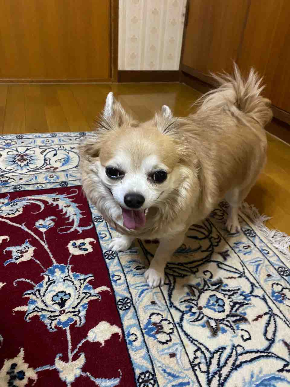 ちょっといたずら顔です 愛犬 Rose悠雅 ちょっといたずら顔です 愛犬 Rose悠雅