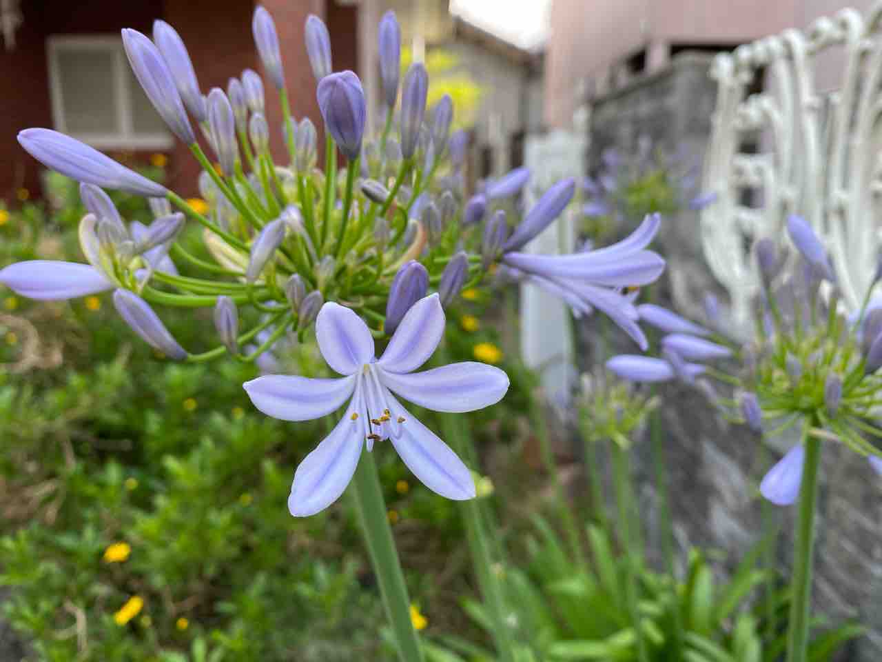アガパンサス 咲き始めました おはようございます 6月8日 写真 花 Rose悠雅 アガパンサス 咲き始めました おはようございます 6月8日 写真 花 Rose悠雅