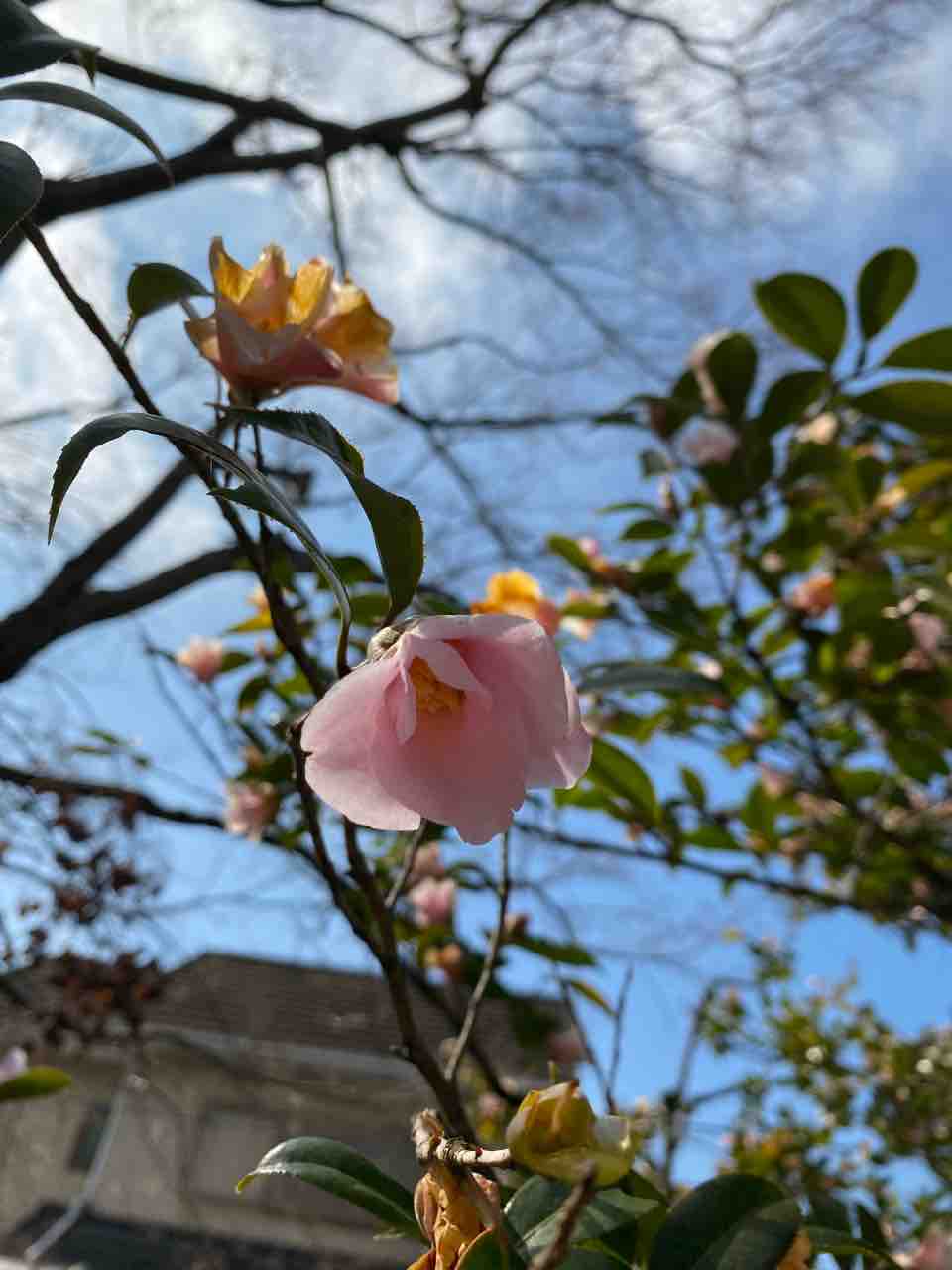 サザンカ 山茶花 ピンク色 おはようございます 写真 花 花言葉 Rose悠雅