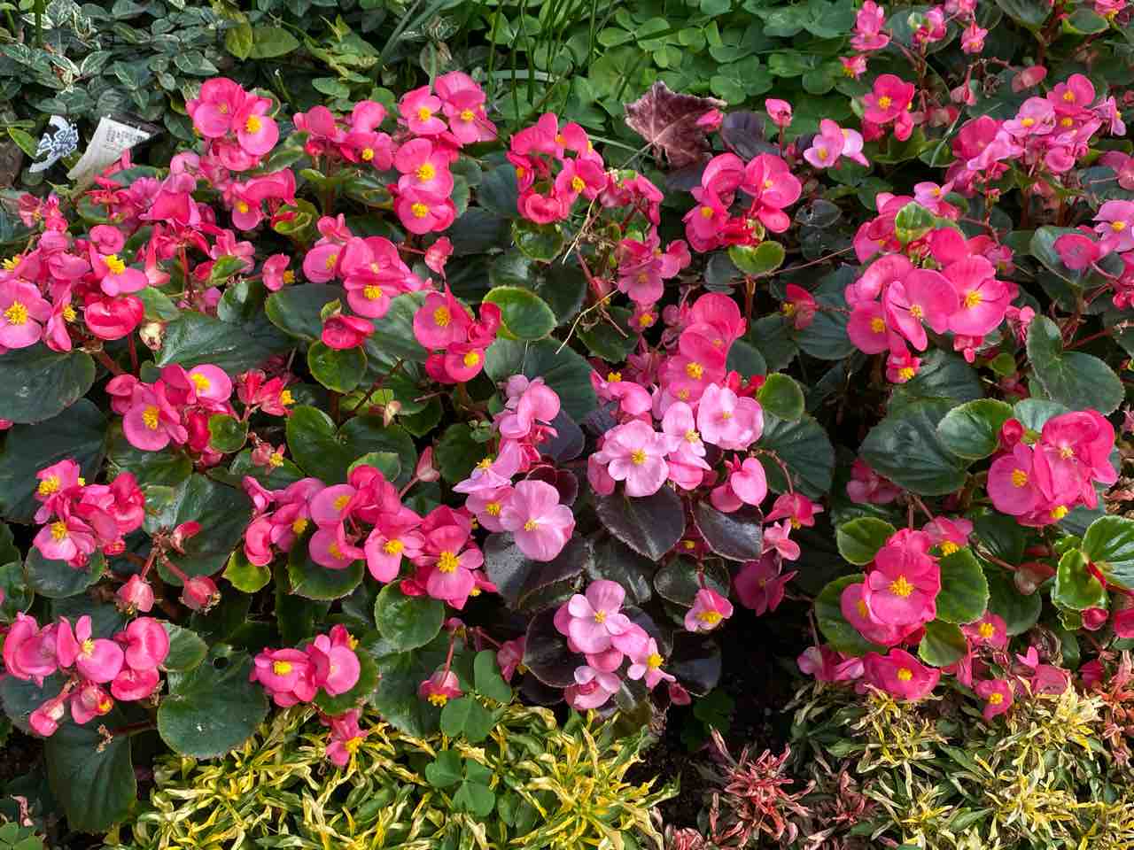ベコニア 赤 おはようございます ソフトバンクホークス優勝 嬉しいですね 写真 花 花言葉 Rose悠雅 ベコニア 赤 おはようございます ソフトバンクホークス優勝 嬉しいですね 写真 花 花言葉 Rose悠雅