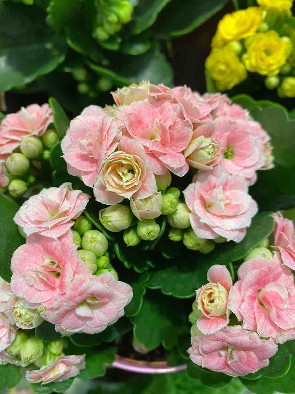 カランコエ ピンク おはようございます 素敵なピンク色 写真 花 花言葉 Rose悠雅