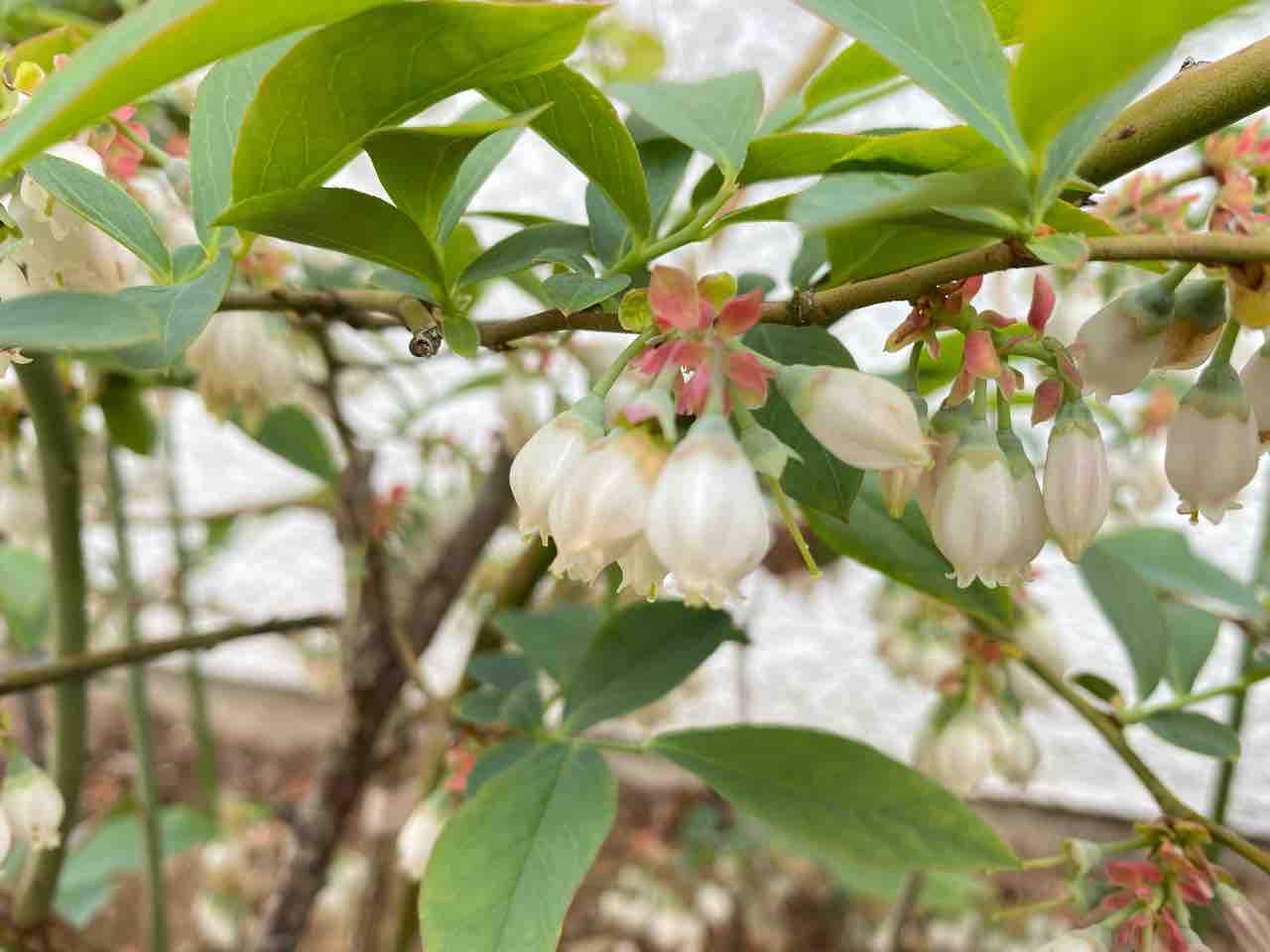 ブルーベリー 花が咲き始めました おはようございます 4月5日 写真 花 花言葉 Rose悠雅