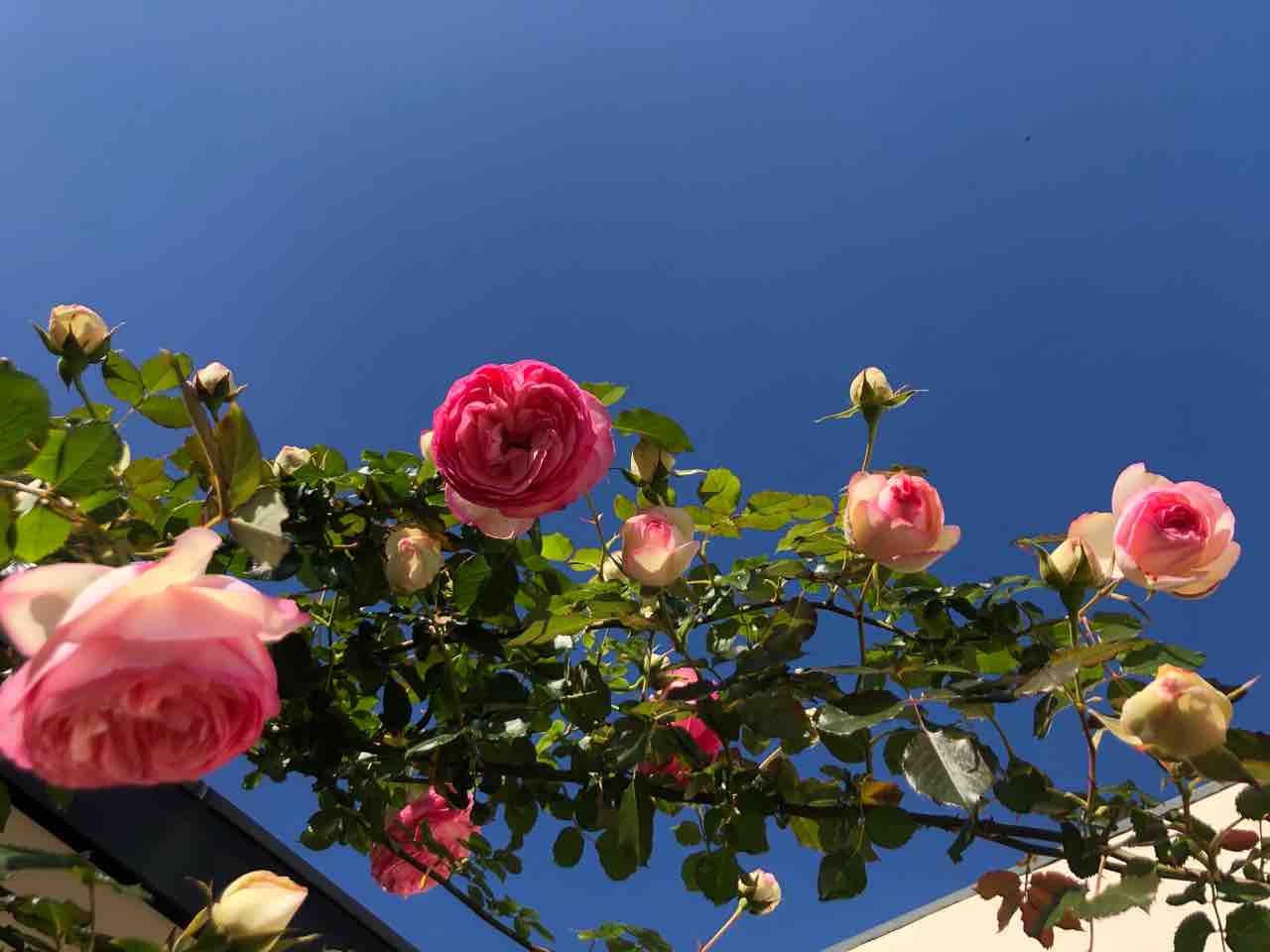 空が好き 青空とバラ 大好きです 写真 花 Rose悠雅 空が好き 青空とバラ 大好きです 写真 花 Rose悠雅