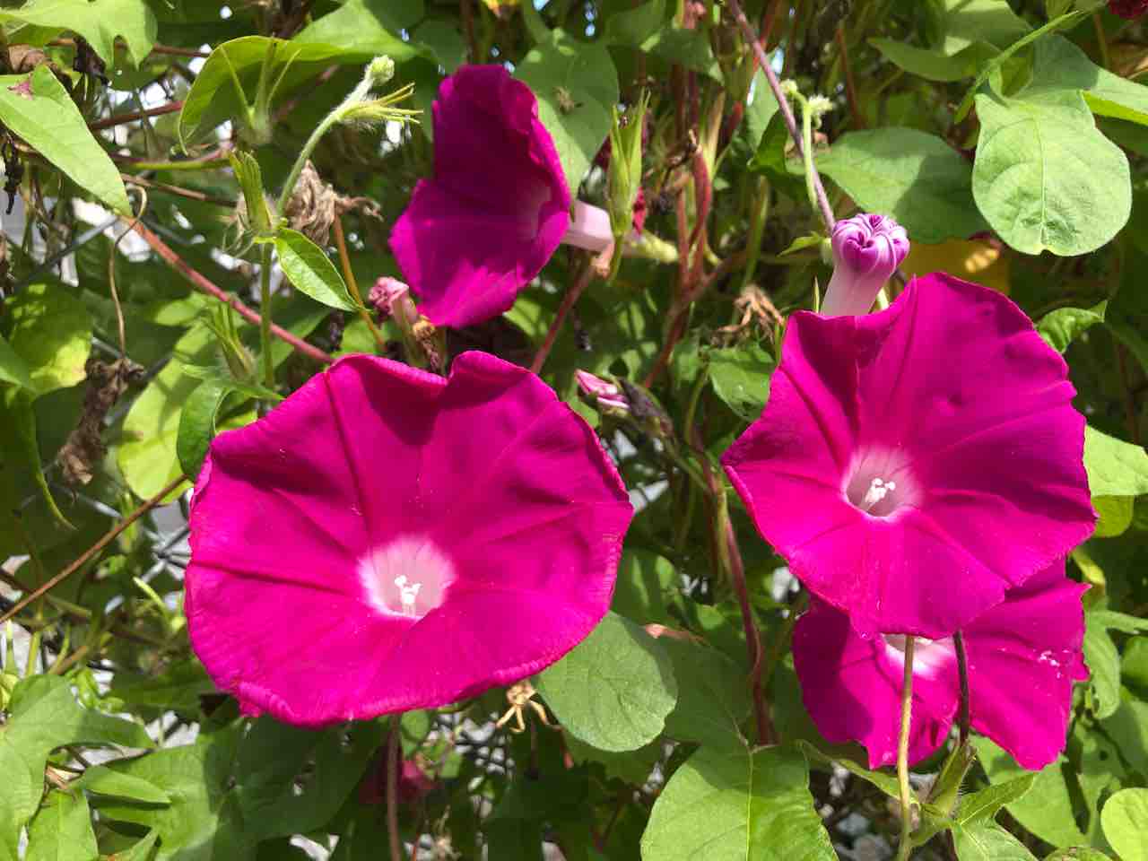 アサガオ 朝顔 ピンク 写真 花 花言葉 Rose悠雅