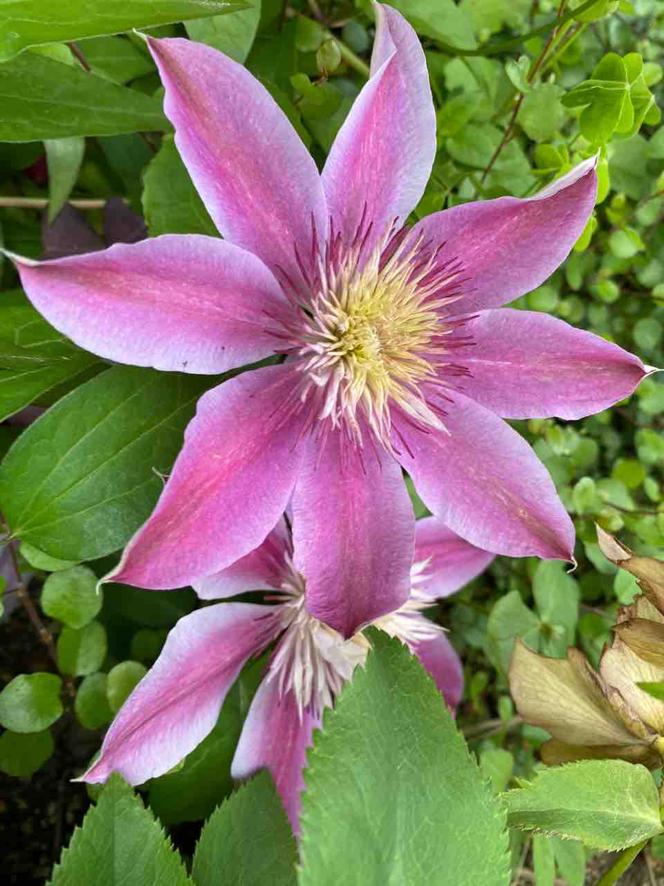 クレマチス ピンク色系 おはようございます 4月24日 写真 花 Rose悠雅