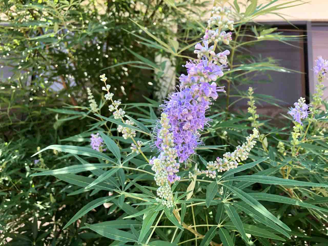 散歩道 セイヨウニンジンボク 西洋人参木 写真 木 Rose悠雅