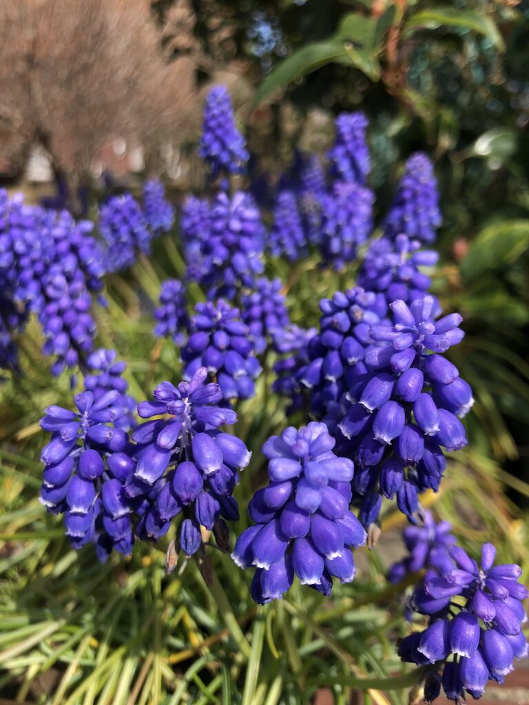 散歩道 可愛い紫の花 ムスカリ 花言葉 寛大な愛 明るい未来 花 散歩道 Rose悠雅