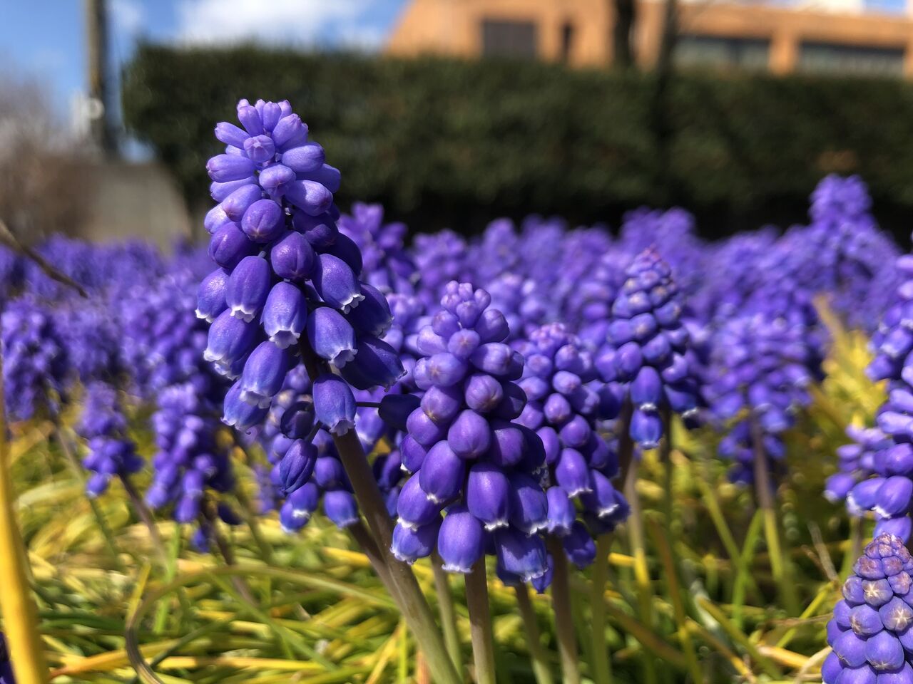 散歩道 可愛い紫の花 ムスカリ 花言葉 寛大な愛 明るい未来 花 散歩道 Rose悠雅