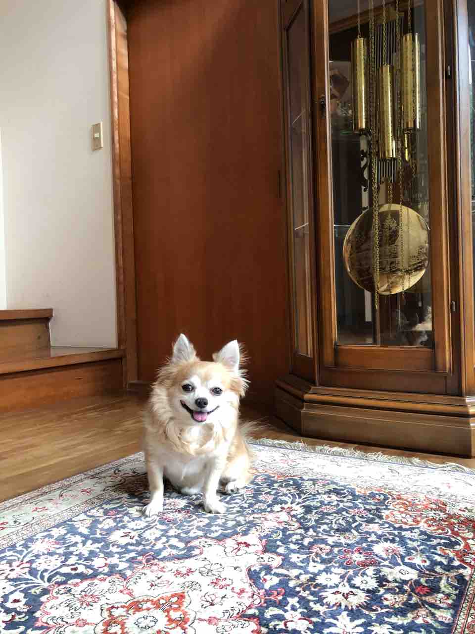 追いかけてきて 遊びたい みたい 愛犬 Rose悠雅 追いかけてきて 遊びたい みたい 愛犬 Rose悠雅