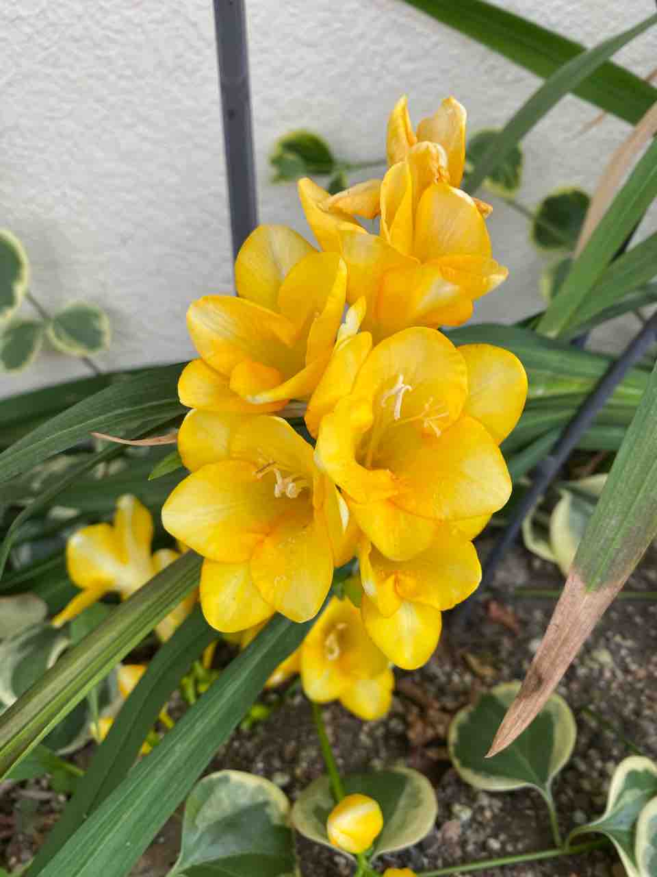 フリージア 黄色い花 おはようございます 4月6日 写真 花 花言葉 Rose悠雅