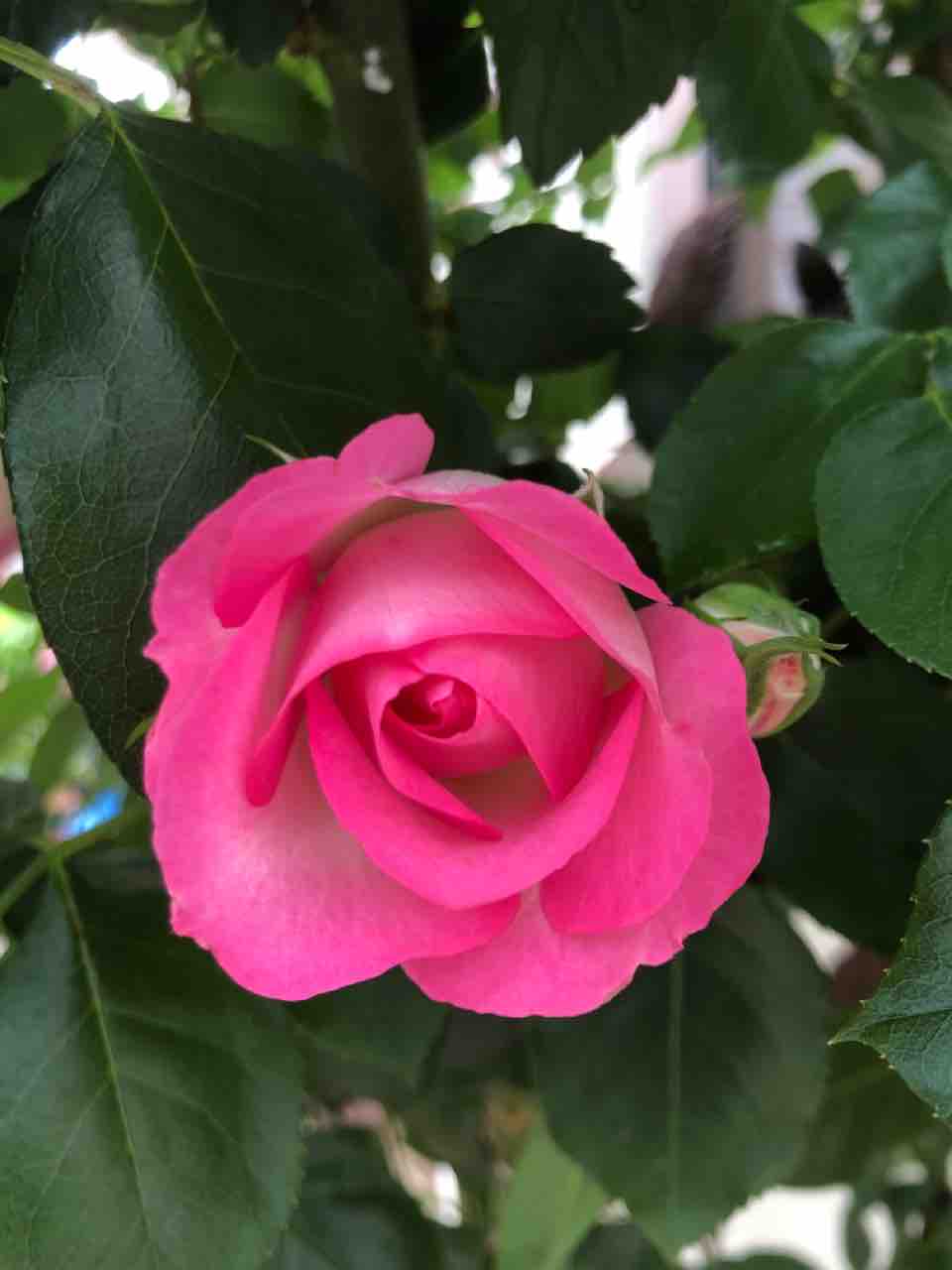 散歩道 ストロベリー アイス バラ 写真 花 花言葉 Rose悠雅