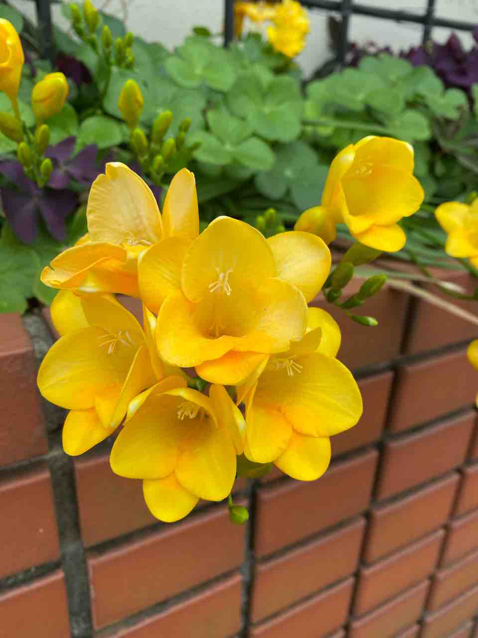 フリージア 黄色い花 おはようございます 4月6日 写真 花 花言葉 Rose悠雅 フリージア 黄色い花 おはようございます 4月6日 写真 花 花言葉 Rose悠雅