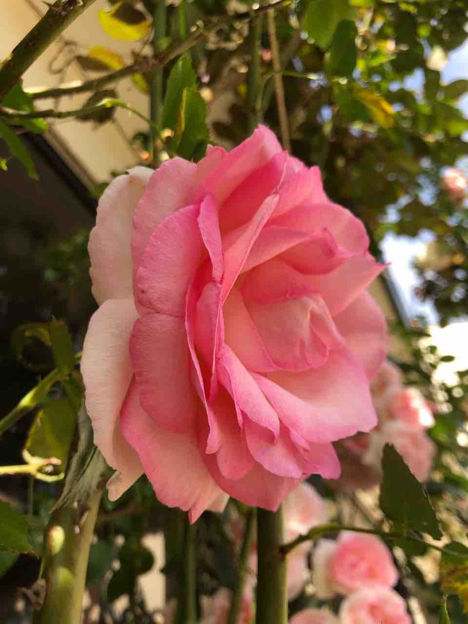 散歩道 ストロベリー アイス バラ 写真 花 花言葉 Rose悠雅