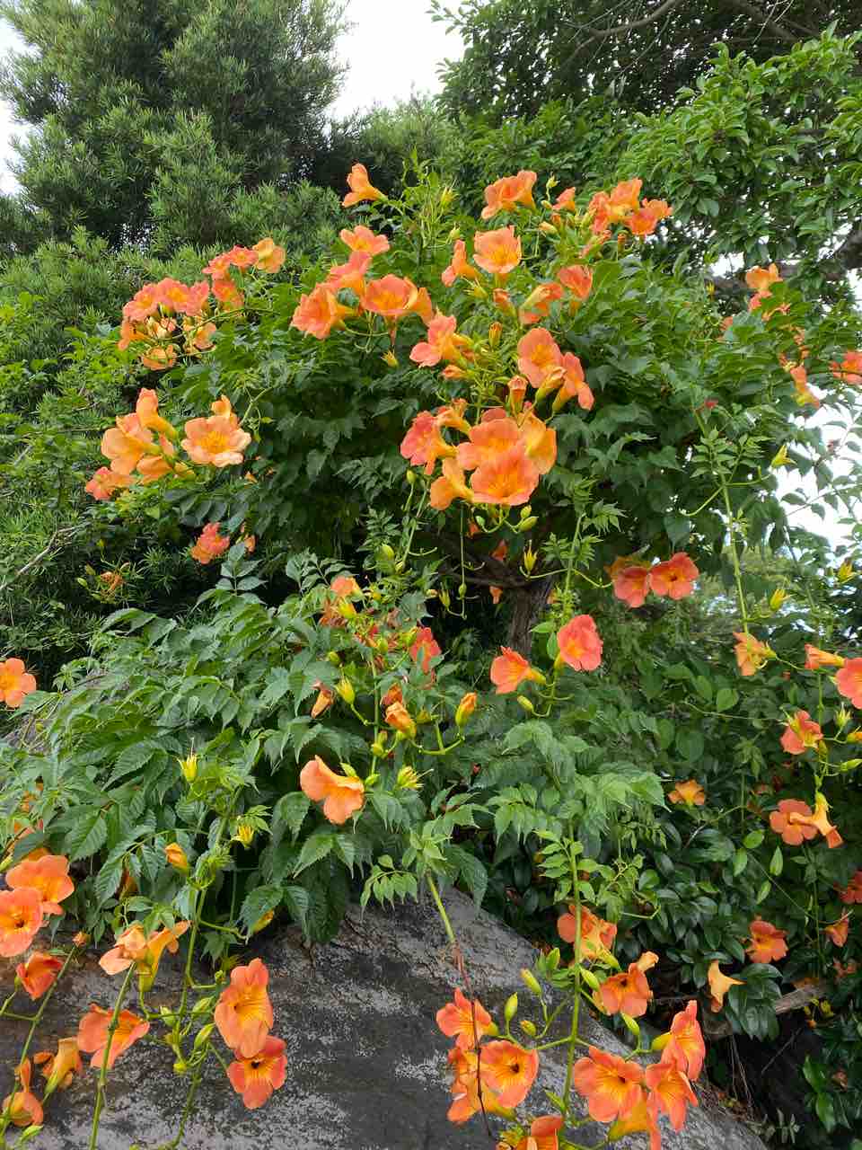 ノウゼンカズラ オレンジの花 おはようございます 7月3日 写真 花 写真撮ってみよう 花言葉 Rose悠雅