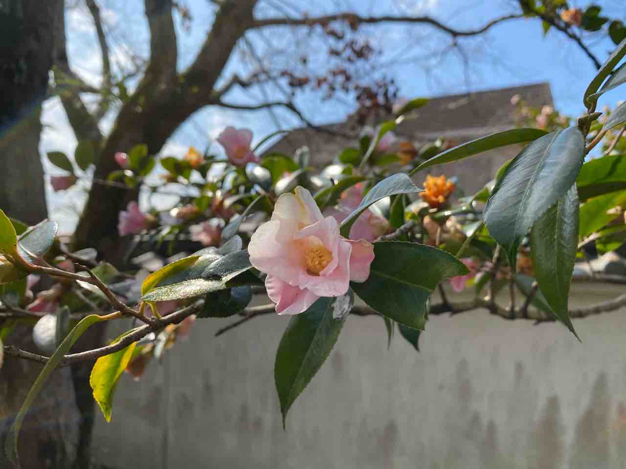 サザンカ 山茶花 ピンク色 おはようございます 写真 花 花言葉 Rose悠雅