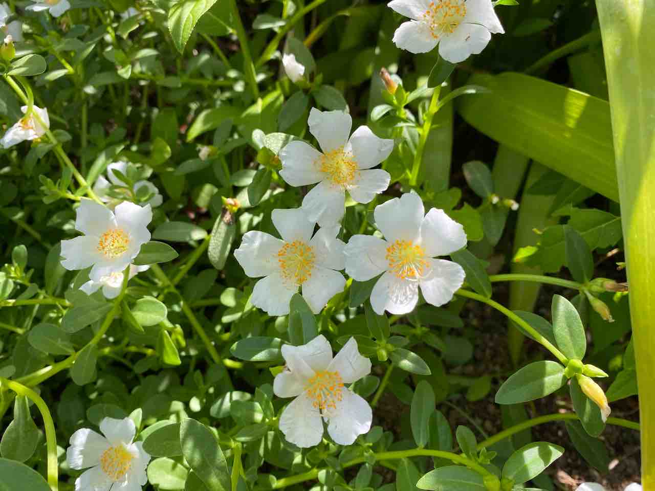 白い可愛い花 名前はわかりませんが素敵です おはようございます 8月12日 写真 花 Rose悠雅