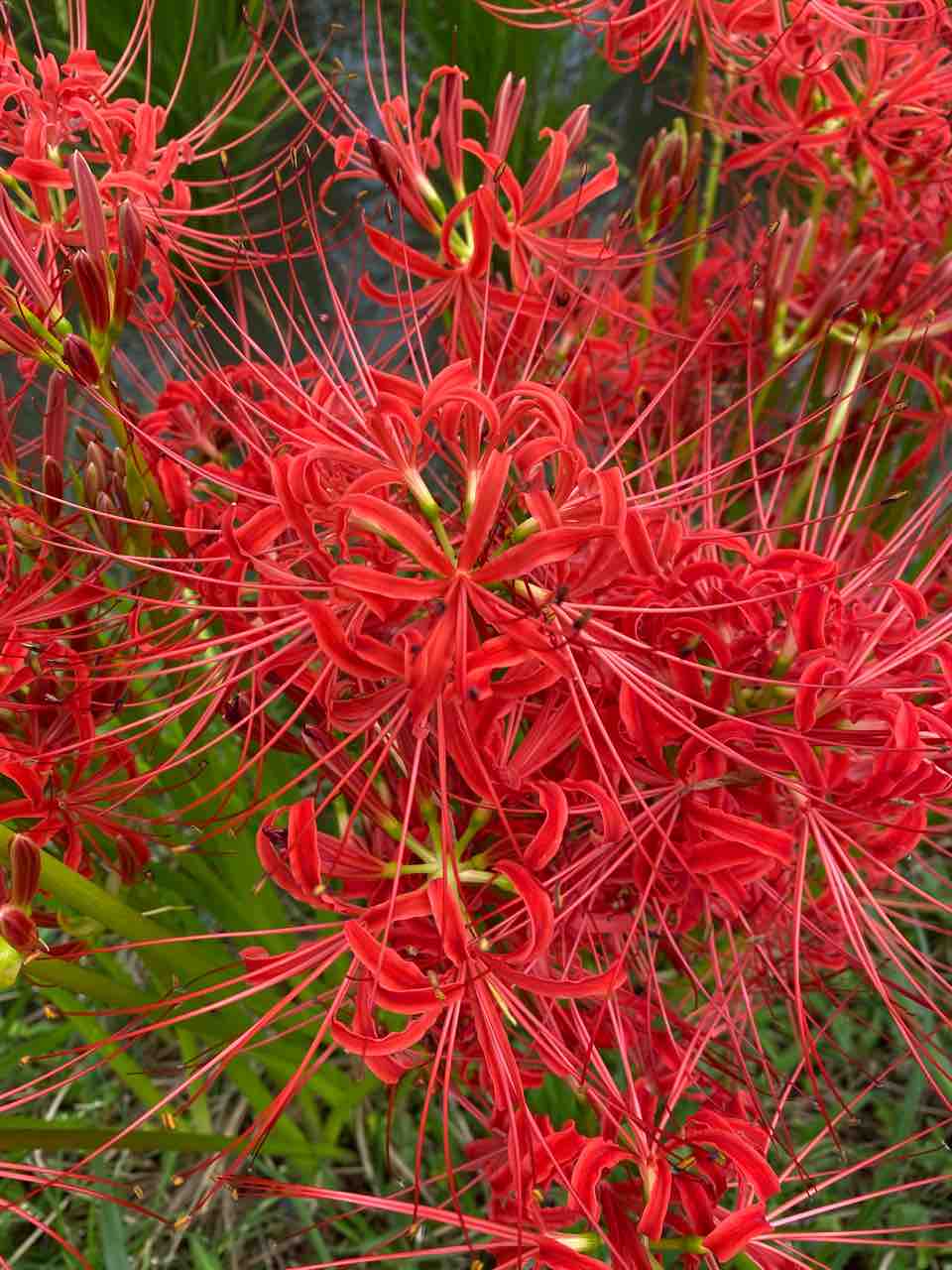 彼岸花 ヒガンバナ 赤 おはようございます お彼岸が近づいてますね 写真 花 Rose悠雅