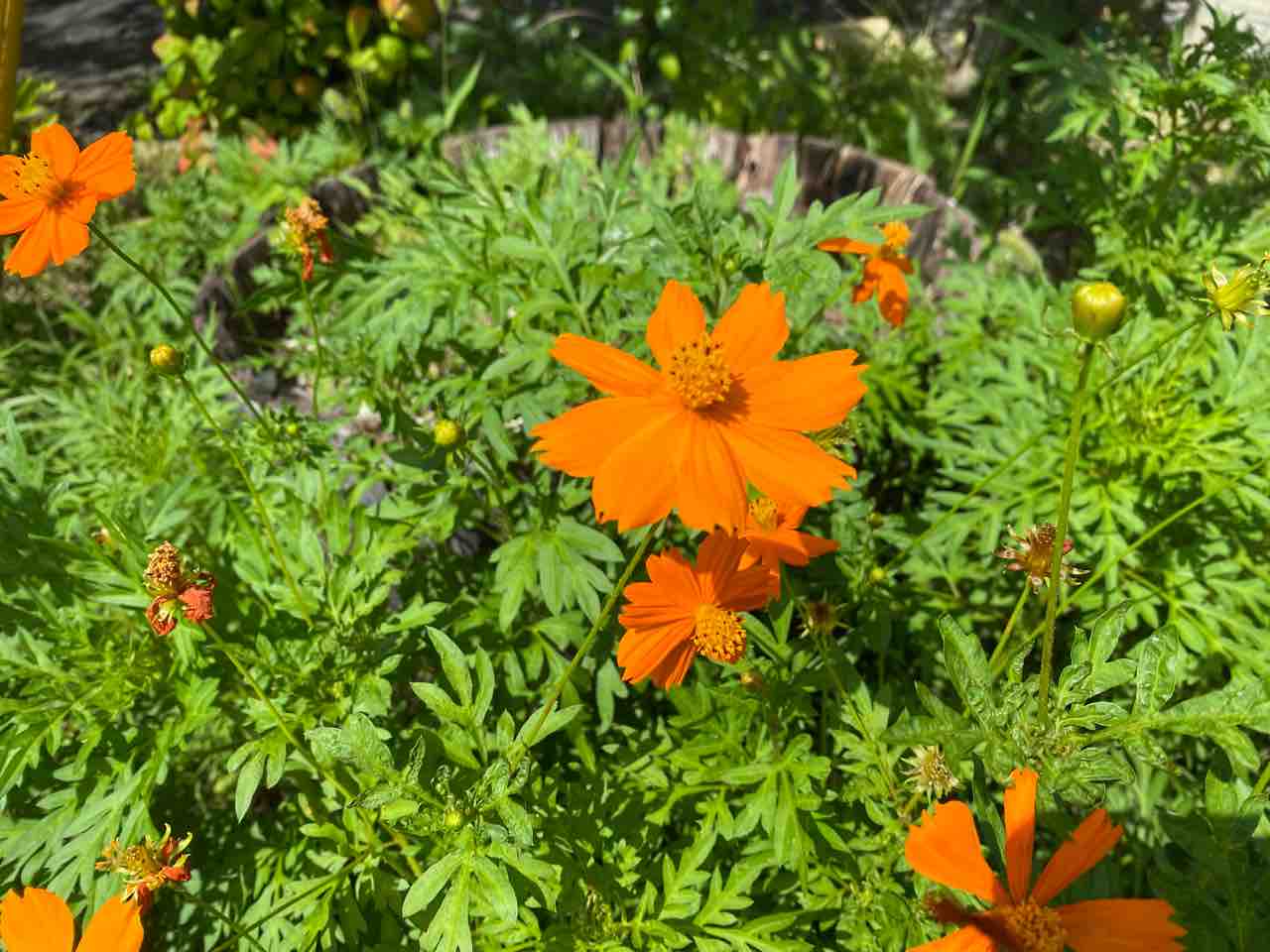 コスモス オレンジ おはようございます 7月25日 写真 花 Rose悠雅 コスモス オレンジ おはようございます 7月25日 写真 花 Rose悠雅