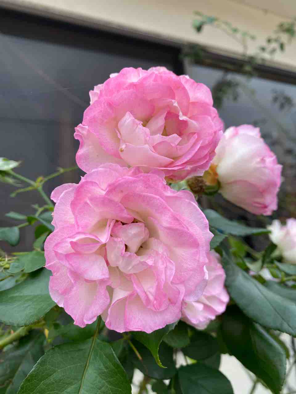 ストロベリーアイスバーグ バラ おはようございます 写真 花 Rose悠雅 ストロベリーアイスバーグ バラ おはようございます 写真 花 Rose悠雅