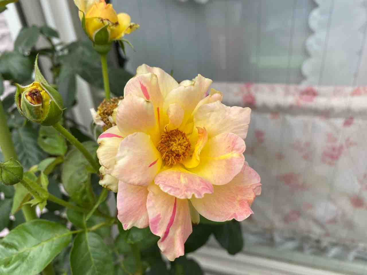 バラ ハイブリット ハイ ローズ ピンク色が混ざって素敵です こんにちは 6月2日 写真 花 Rose悠雅