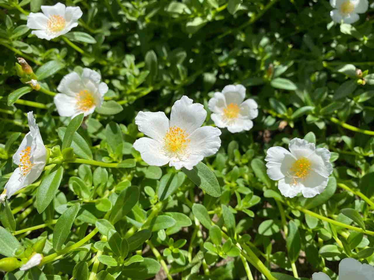 白い可愛い花 名前はわかりませんが素敵です おはようございます 8月12日 写真 花 Rose悠雅 白い可愛い花 名前はわかりませんが素敵です おはようございます 8月12日 写真 花 Rose悠雅