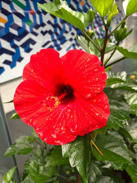 散歩道 ハイビスカス 赤 写真 花 花言葉 Rose悠雅