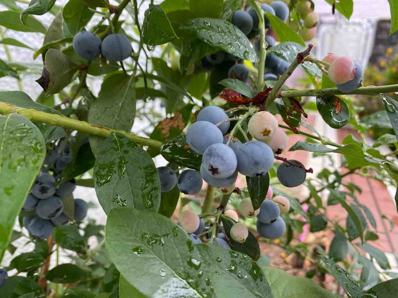 ブルーベリー おはようございます 久しぶりの雨 恵みの雨になりました 写真 花 Rose悠雅