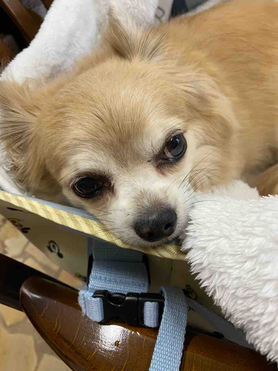 今日は一緒にハンドメイド ちょっと暇そうですが 愛犬 Rose悠雅