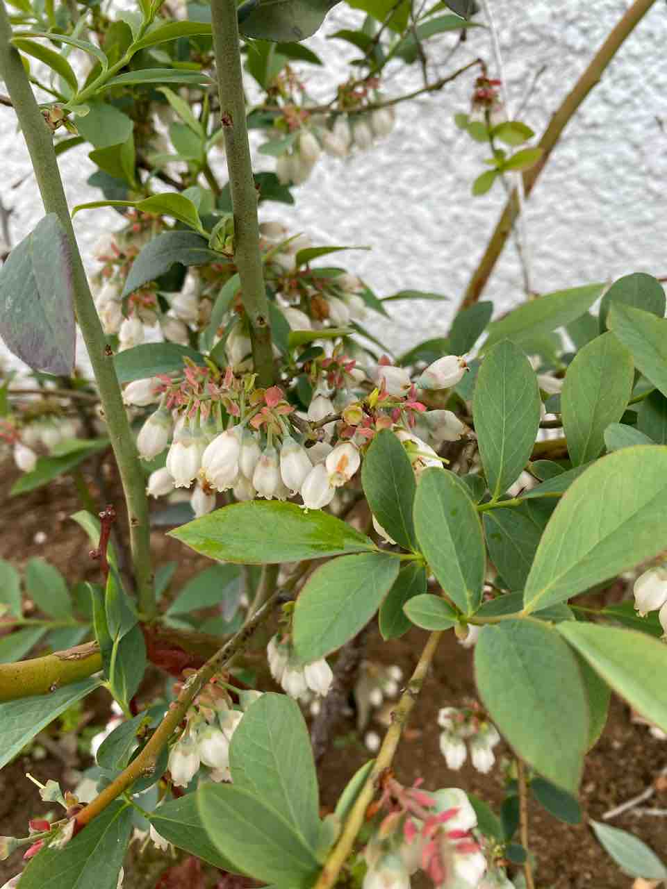 ブルーベリー 花が咲き始めました おはようございます 4月5日 写真 花 花言葉 Rose悠雅