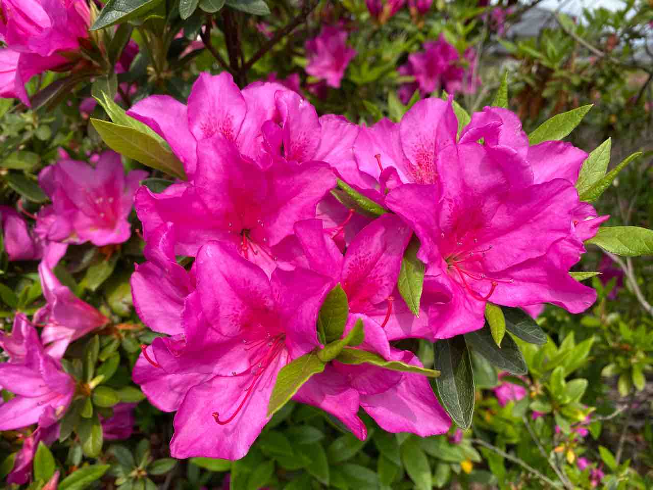 ツツジ ピンク おはようございます 4月15日 写真 花 Rose悠雅