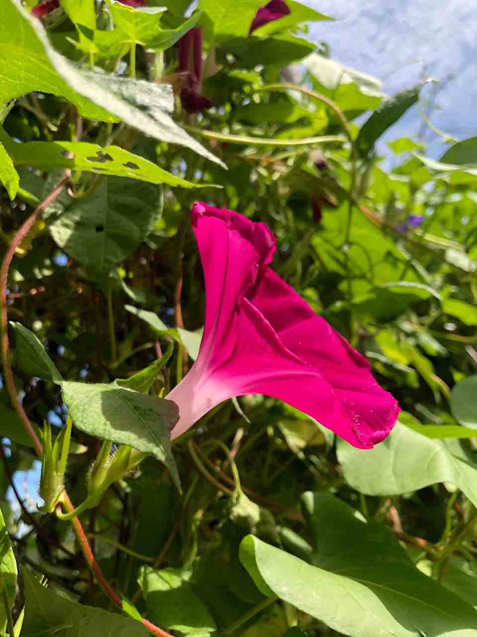 アサガオ 朝顔 ピンク 写真 花 花言葉 Rose悠雅 アサガオ 朝顔 ピンク 写真 花 花言葉 Rose悠雅