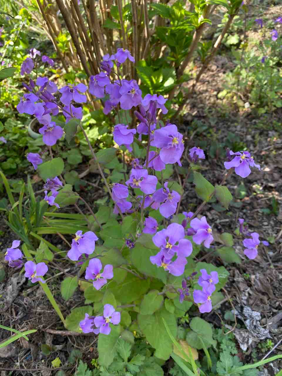 ムラサキハナだいこん おはようございます 3月21日 写真 花 Rose悠雅
