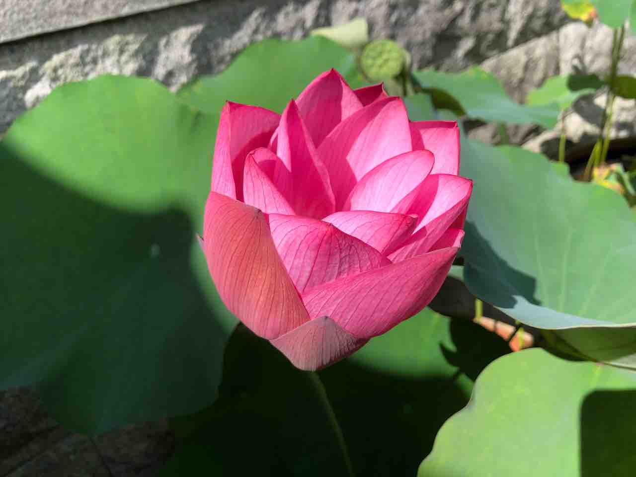 散歩道 蓮 ハス 写真 花 花言葉 Rose悠雅