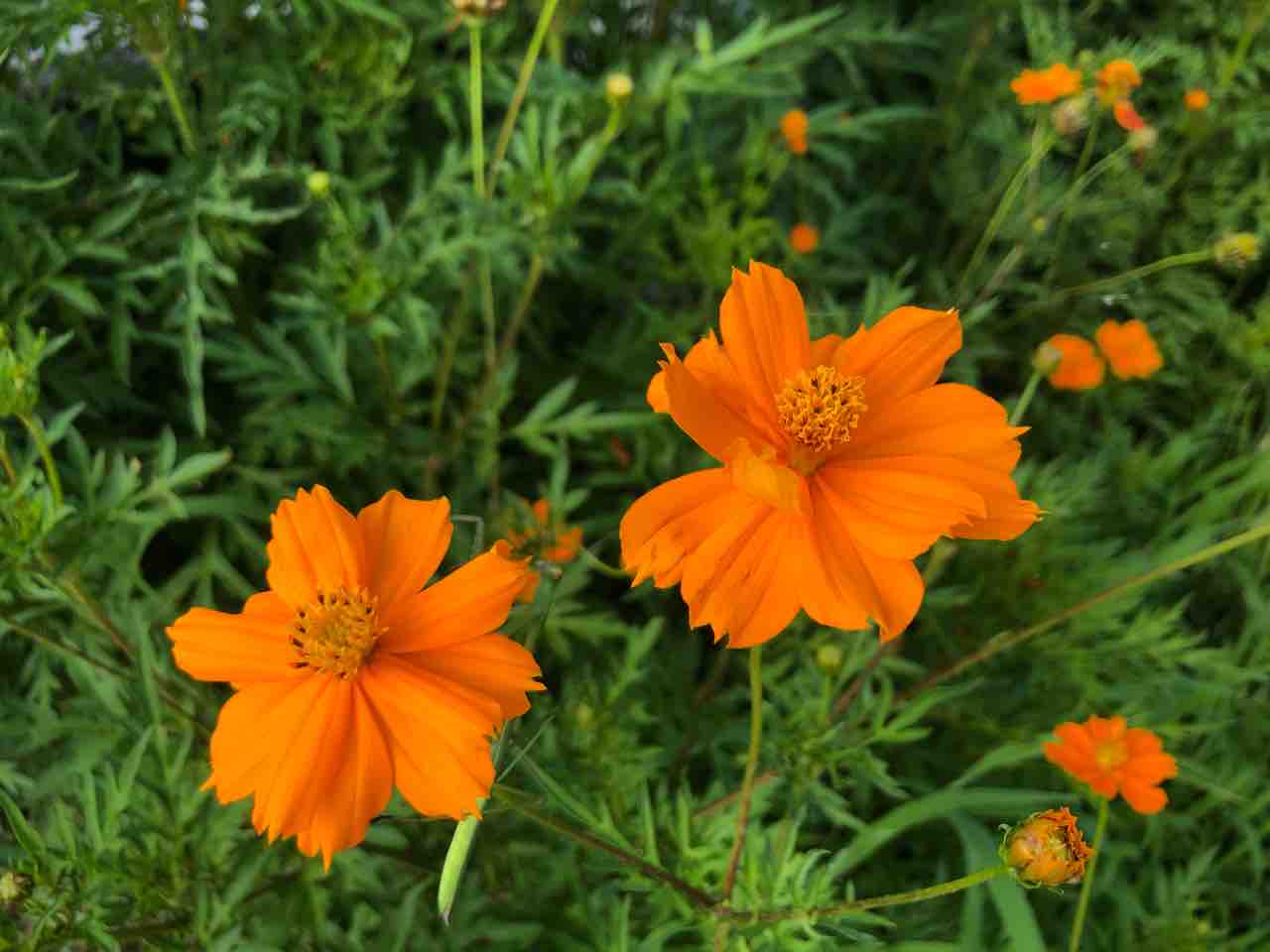 キバナコスモス 黄花コスモス オレンジ 写真 花言葉 Rose悠雅 キバナコスモス 黄花コスモス オレンジ 写真 花言葉 Rose悠雅