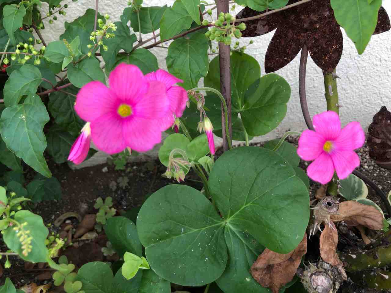 散歩道 三つ葉 ピンク 写真 花 花言葉 Rose悠雅