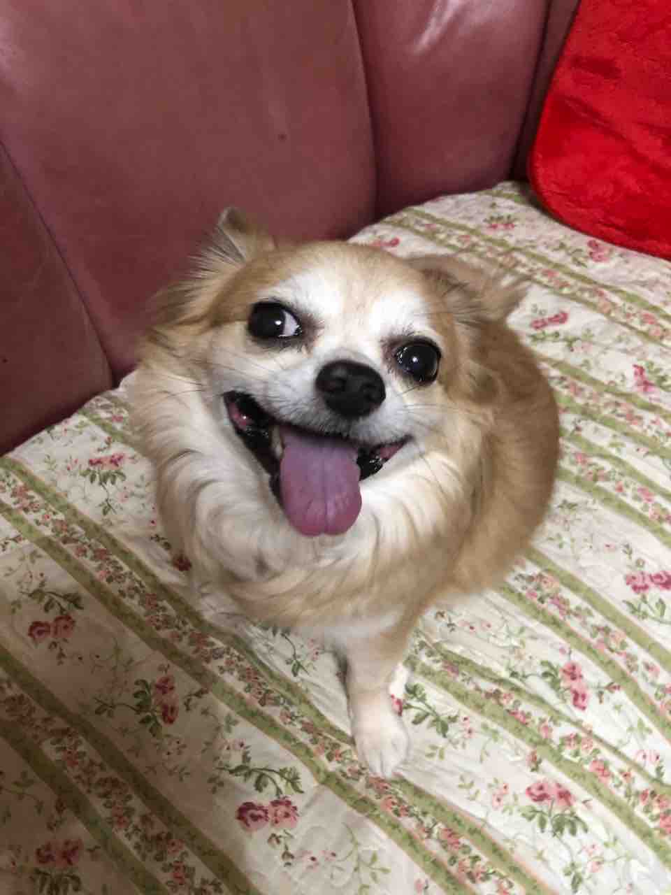 今日のイヴ 遊びたーいって 9月29日 愛犬 Rose悠雅 今日のイヴ 遊びたーいって 9月29日 愛犬 Rose悠雅