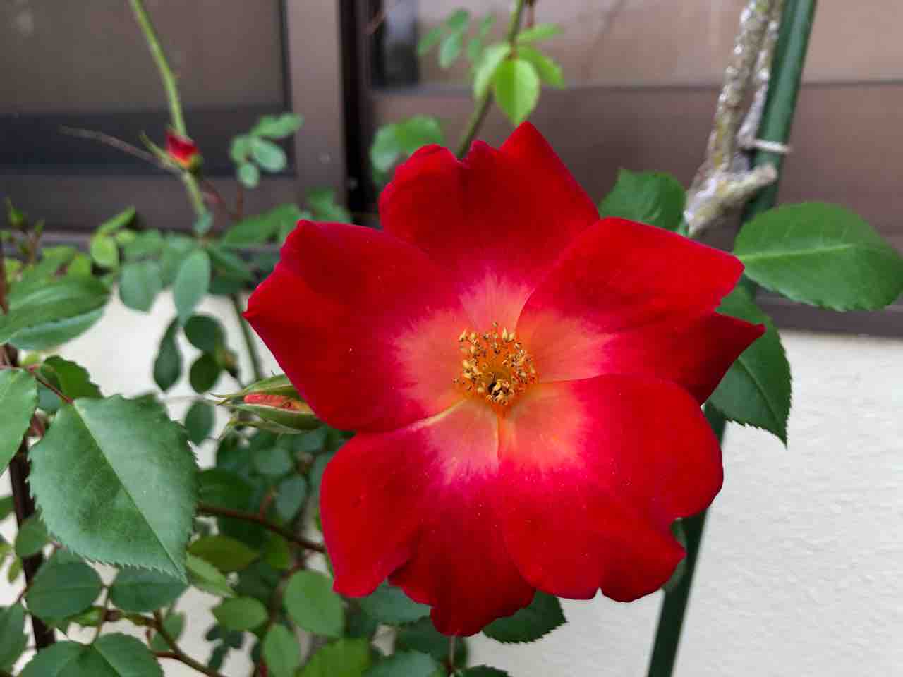 散歩道 カクテルローズ 写真 花 花言葉 Rose悠雅