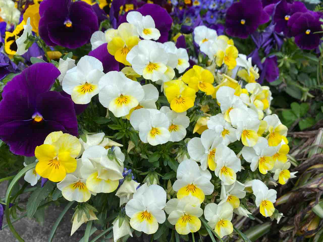 ビオラ 白 黄色 おはようございます 3月22日 写真 花 Rose悠雅 ビオラ 白 黄色 おはようございます 3月22日 写真 花 Rose悠雅